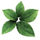 leafdown